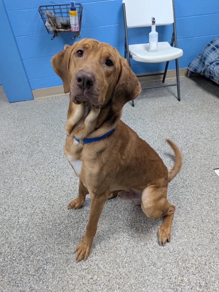 Davey, Adoptable, Young Male Hound & Mixed Breed.