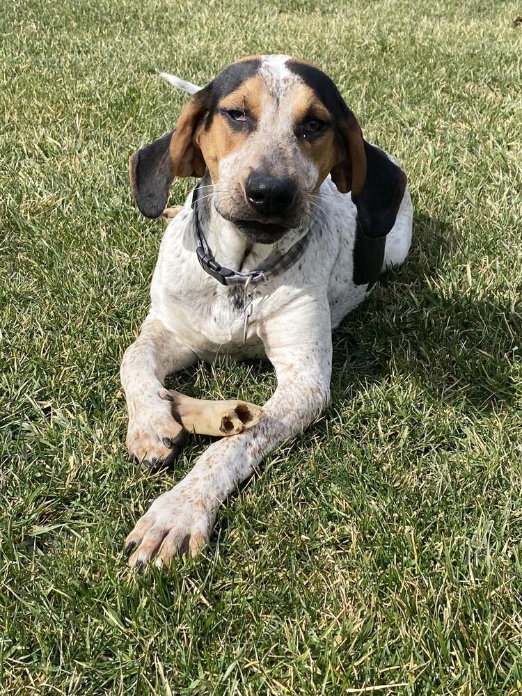 Enlarge Smokey, a Adoptable Hound in Chattanooga, TN image 2/4