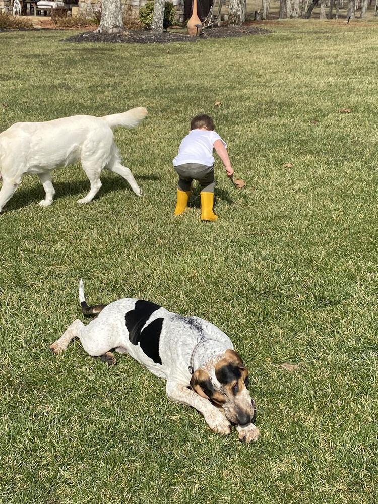 Enlarge Smokey, a Adoptable Hound in Chattanooga, TN image 4/4