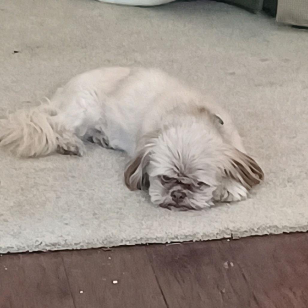 Enlarge Coco, a Adoptable Shih Tzu in Kansas City, MO image 1/3