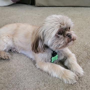 Enlarge Coco, a Adoptable Shih Tzu in Kansas City, MO image 2/3