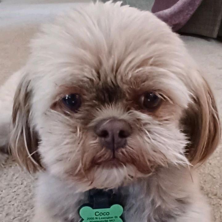 Enlarge Coco, a Adoptable Shih Tzu in Kansas City, MO image 3/3