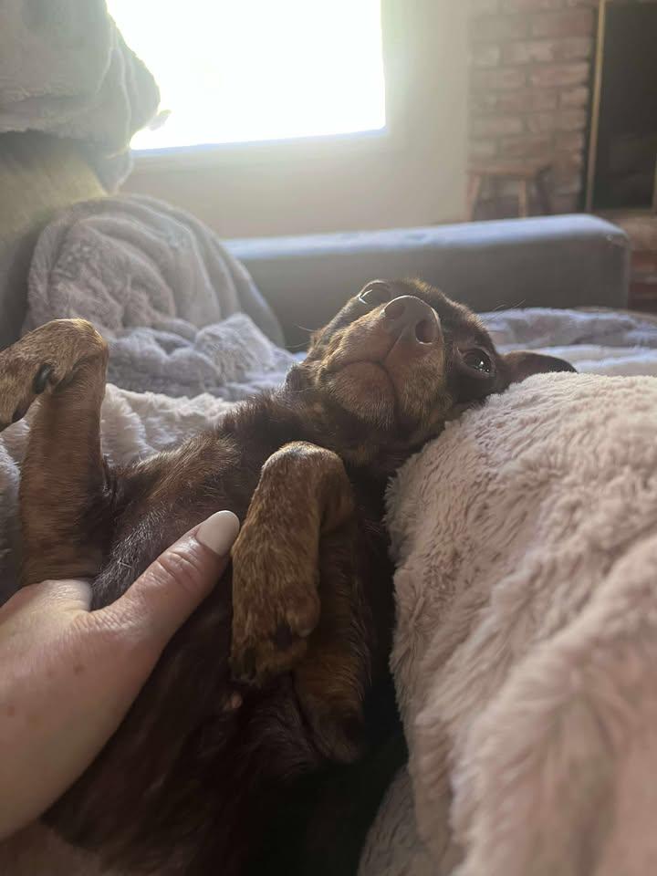 Mercedes, a Adopted mixed breed in San Francisco, CA image 1/3