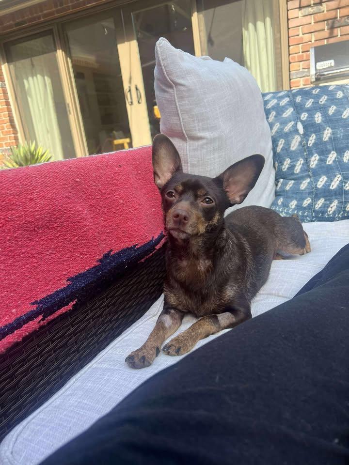 Mercedes, a Adopted mixed breed in San Francisco, CA image 2/3