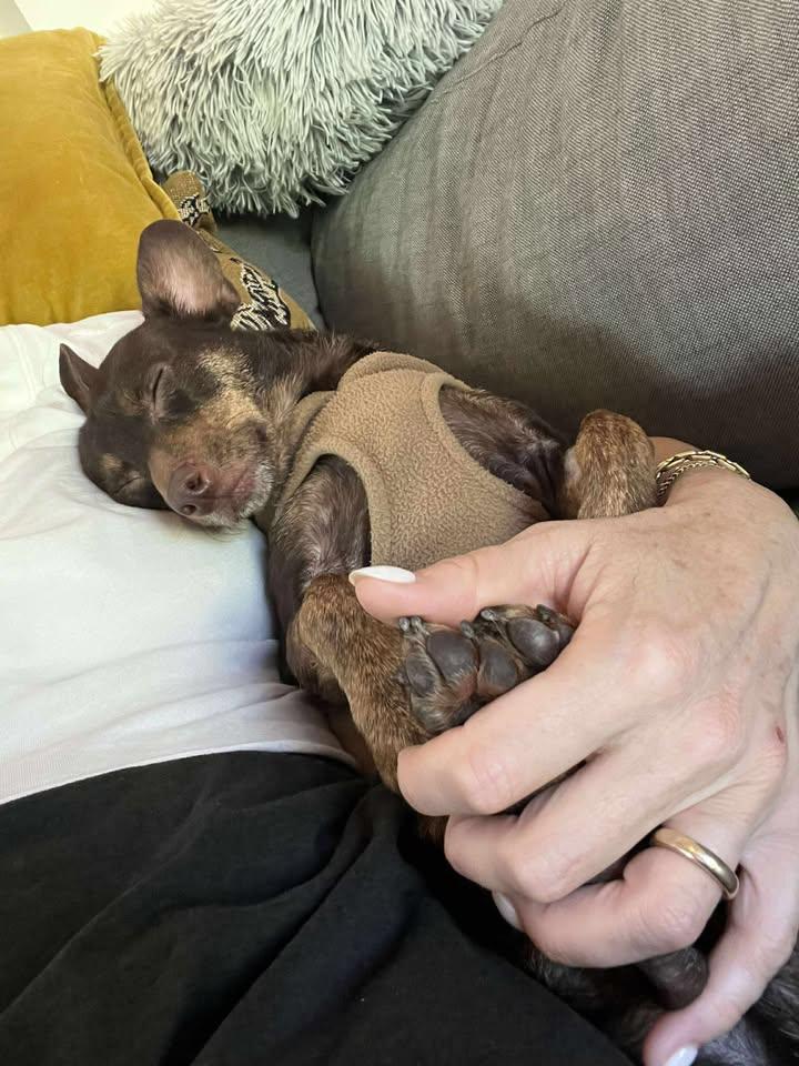 Mercedes, a Adopted mixed breed in San Francisco, CA image 3/3