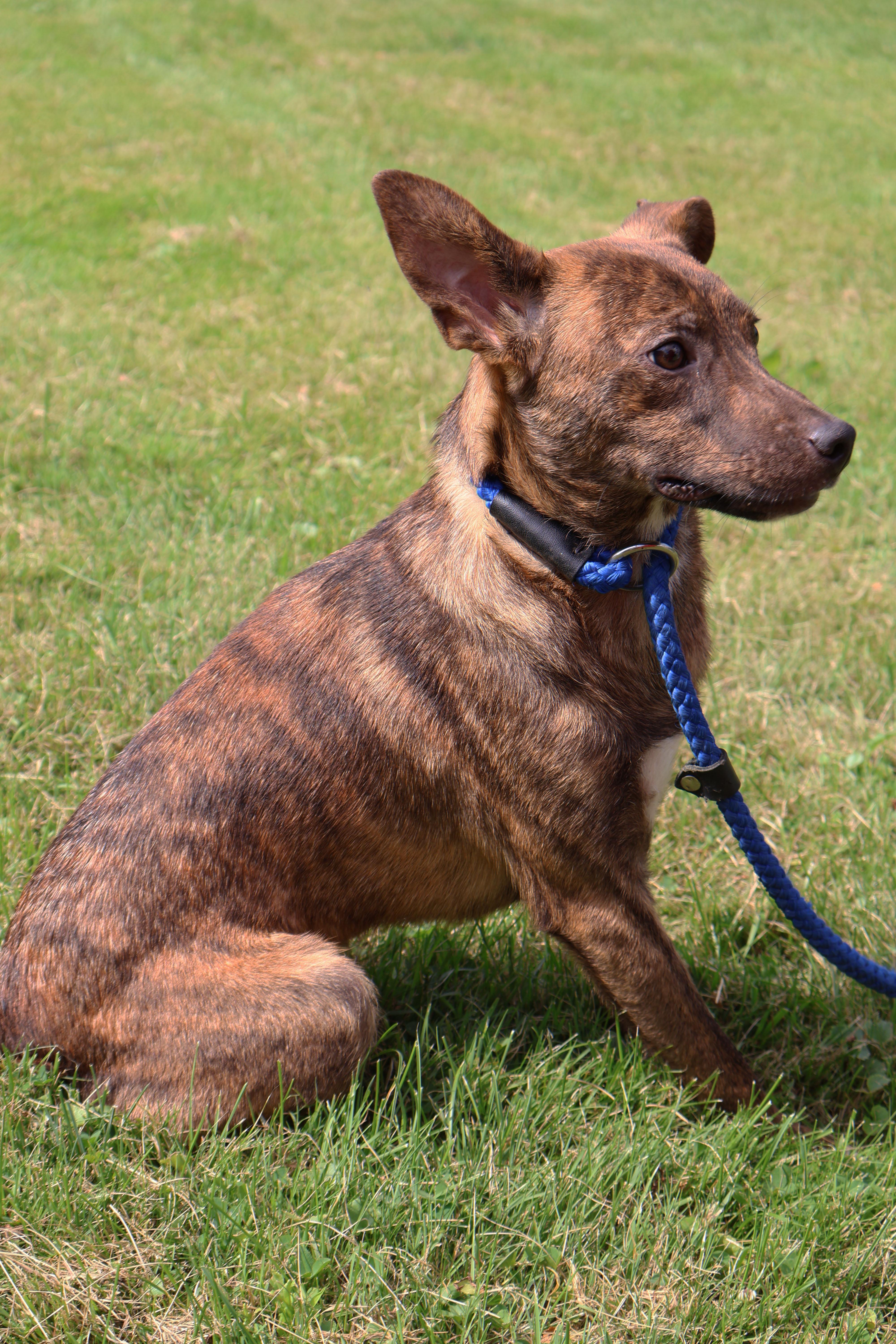 SOREN "In NY: Foster or Forever Home Needed!", a Adoptable mixed breed in New York, NY image 4/6