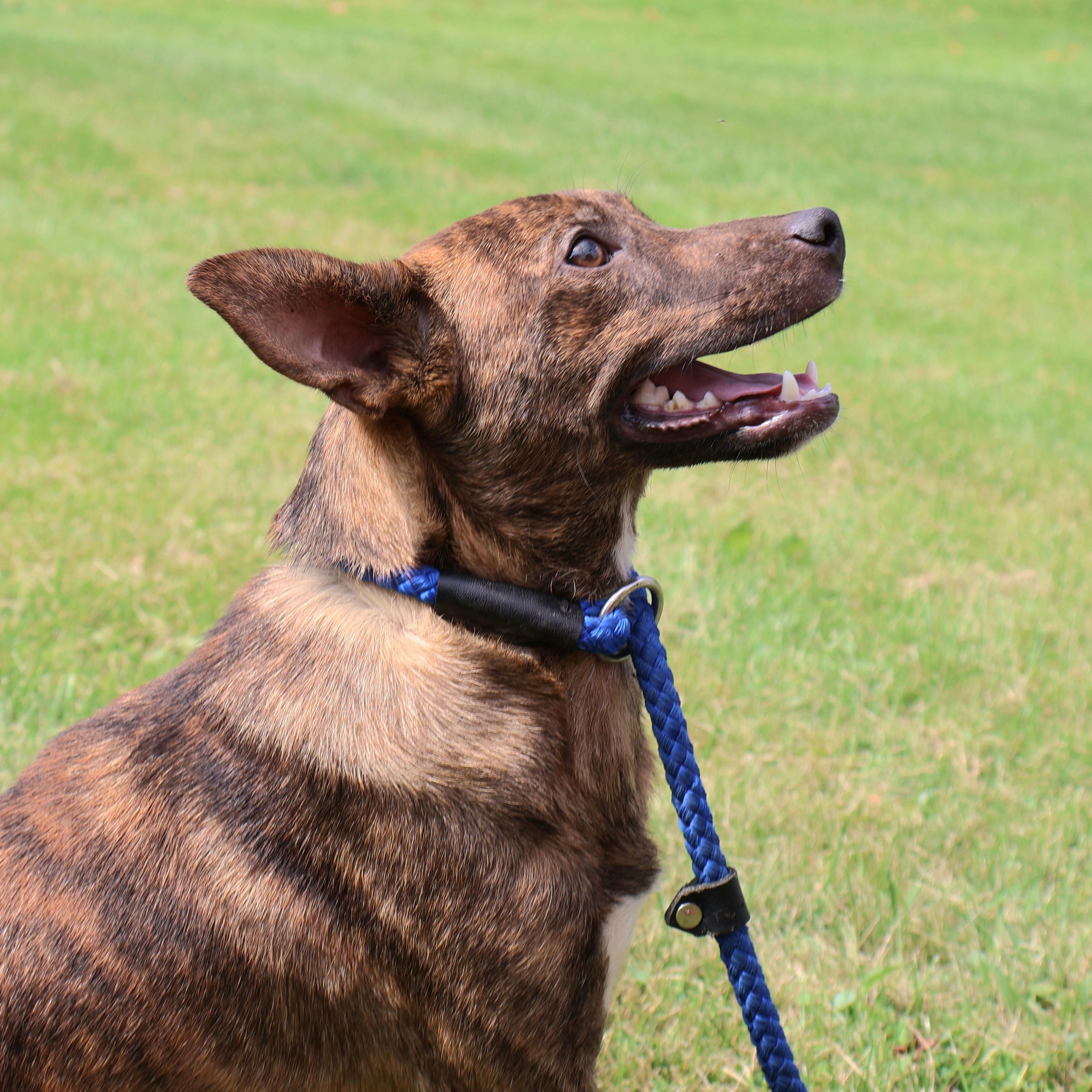 SOREN "In NY: Foster or Forever Home Needed!", a Adoptable mixed breed in New York, NY image 3/6