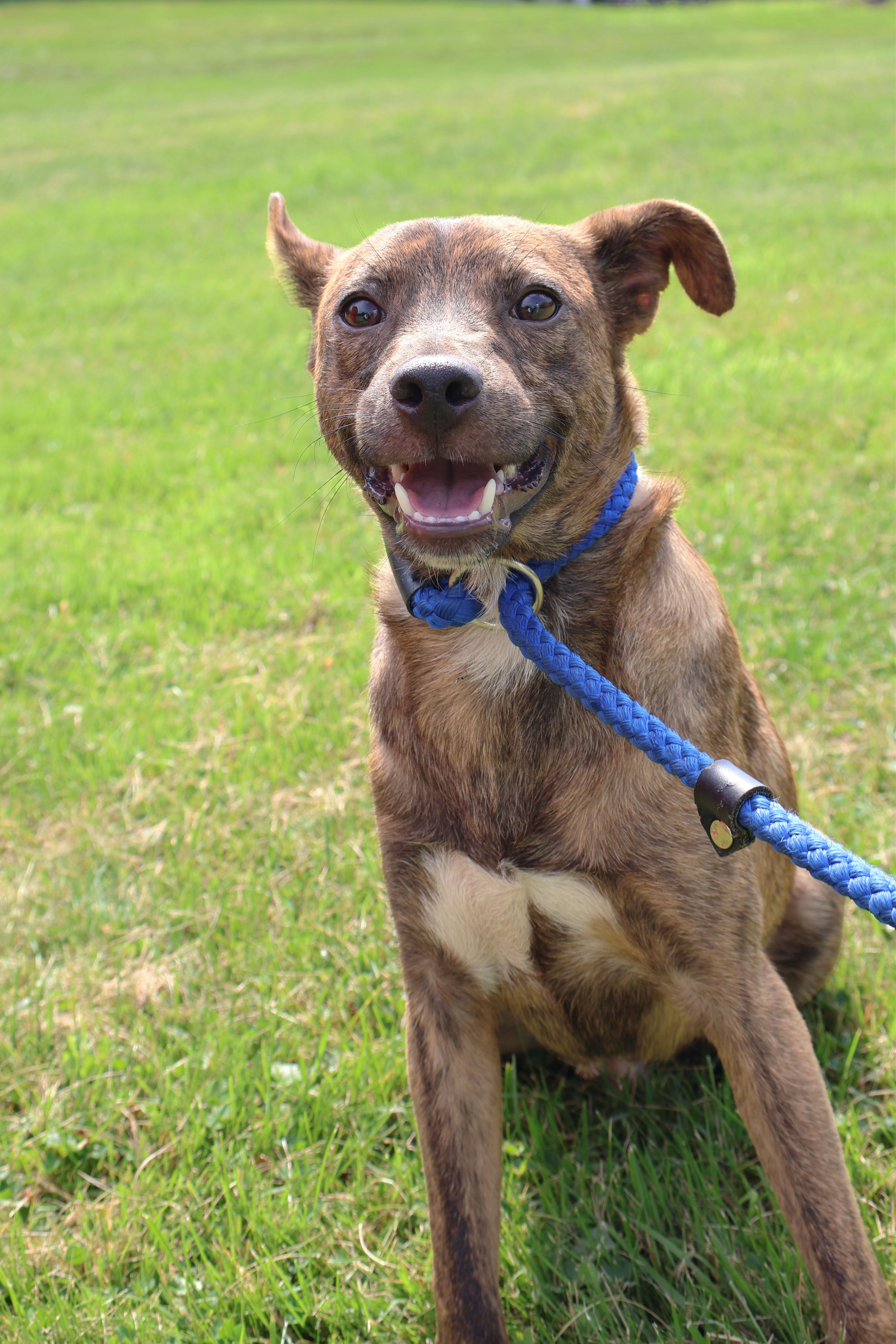 SOREN "In NY: Foster or Forever Home Needed!", a Adoptable mixed breed in New York, NY image 5/6