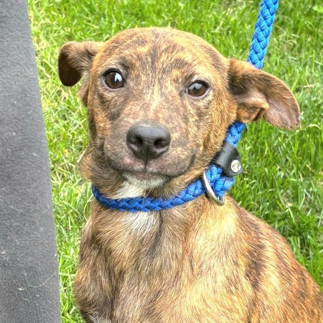SOREN "In NY: Foster or Forever Home Needed!", a Adoptable mixed breed in New York, NY image 6/6