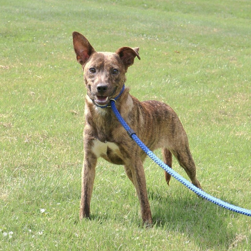 SOREN "In NY: Foster or Forever Home Needed!", a Adoptable mixed breed in New York, NY image 2/6