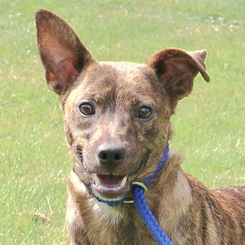 SOREN "In NY: Foster or Forever Home Needed!", a Adoptable mixed breed in New York, NY image 1/6