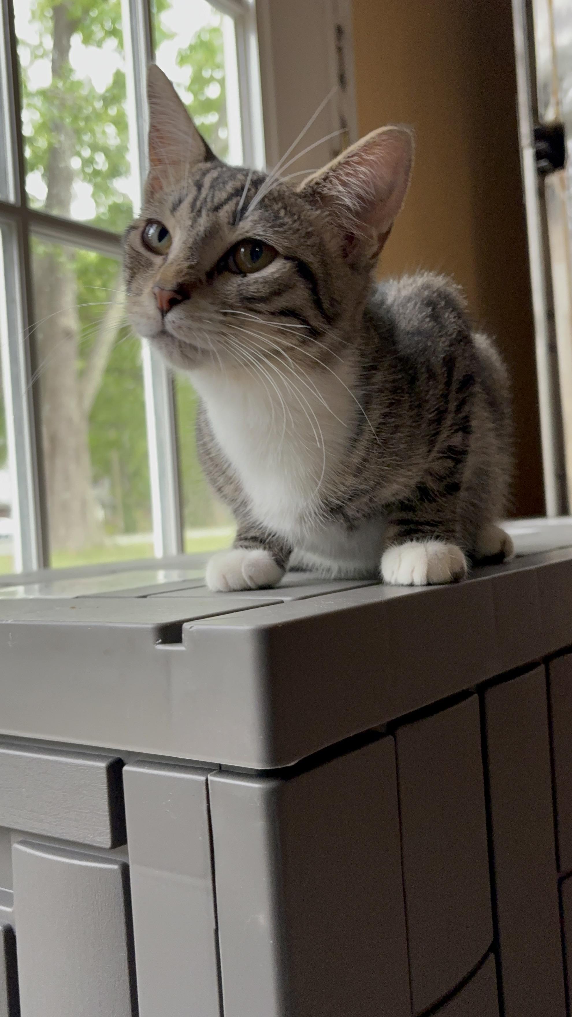Princess Q, Adoptable, Kitten Female Domestic Short Hair.