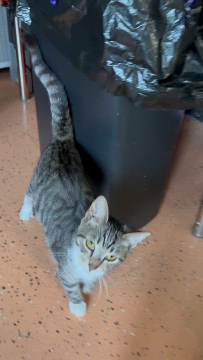 Enlarge Princess Q, a Adoptable Domestic Short Hair in Galloway, NJ video 3/4