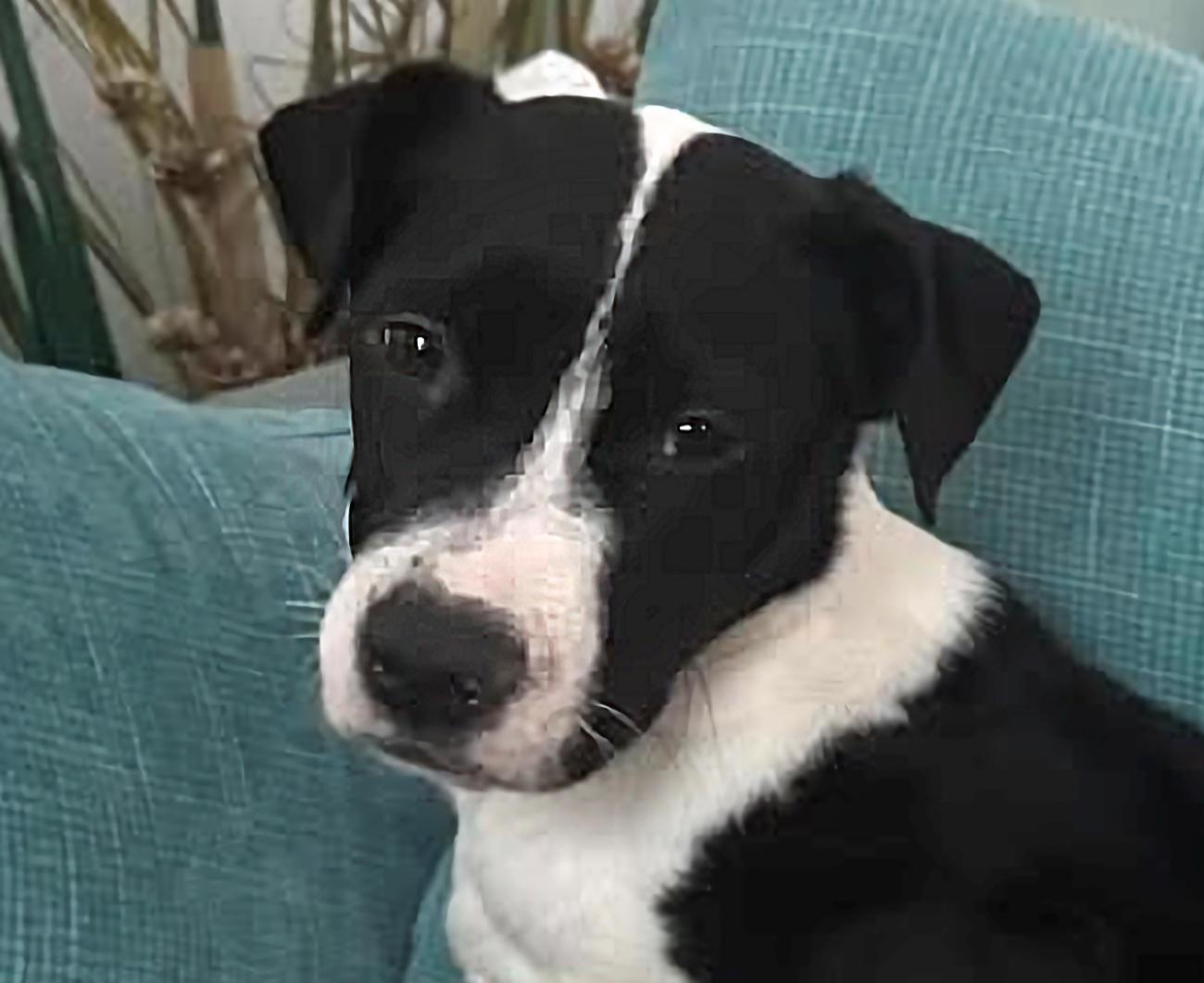 Lily, ADOPTABLE, Young Female Border Collie.