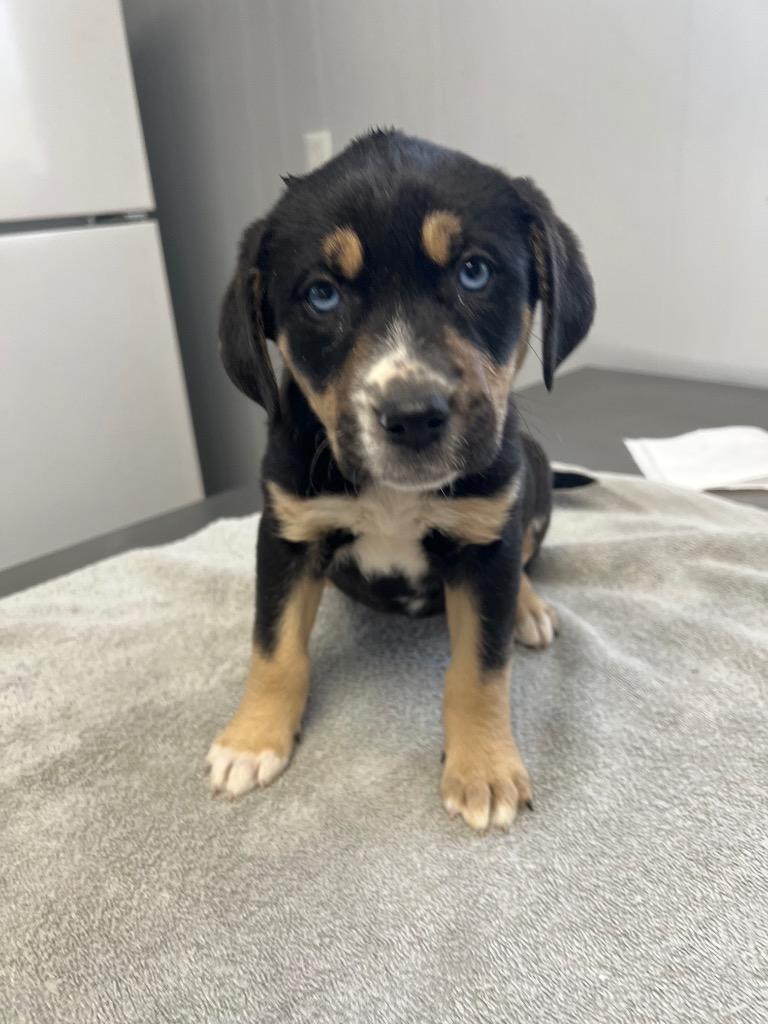 Raven, Adopted, Young Female Rottweiler & Shepherd.