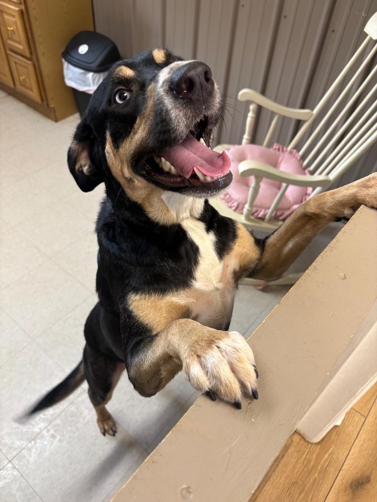 Enlarge Raven, a Adopted mixed breed in Fayetteville, TN image 2/6