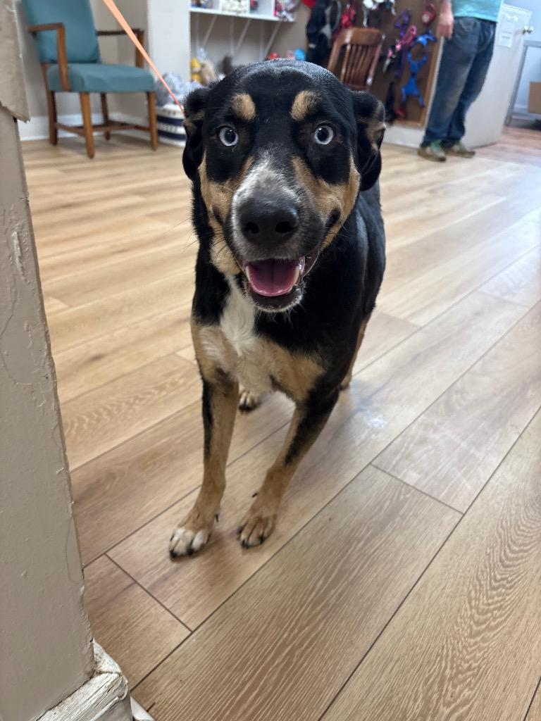 Enlarge Raven, a Adopted mixed breed in Fayetteville, TN image 5/6