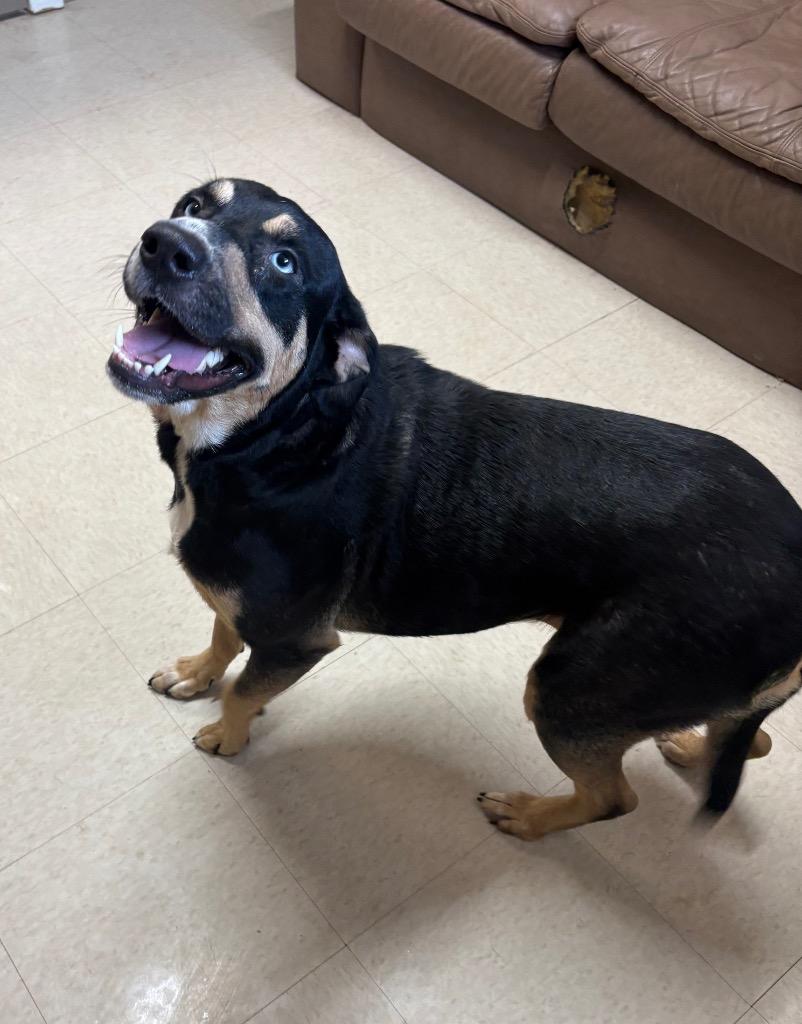 Enlarge Raven, a Adopted mixed breed in Fayetteville, TN image 6/6