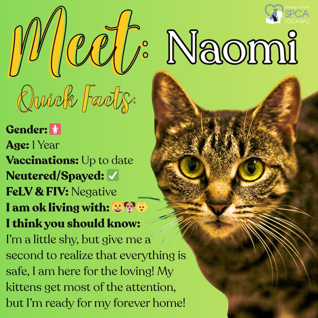 Naomi, ADOPTABLE, Adult Female Tiger.