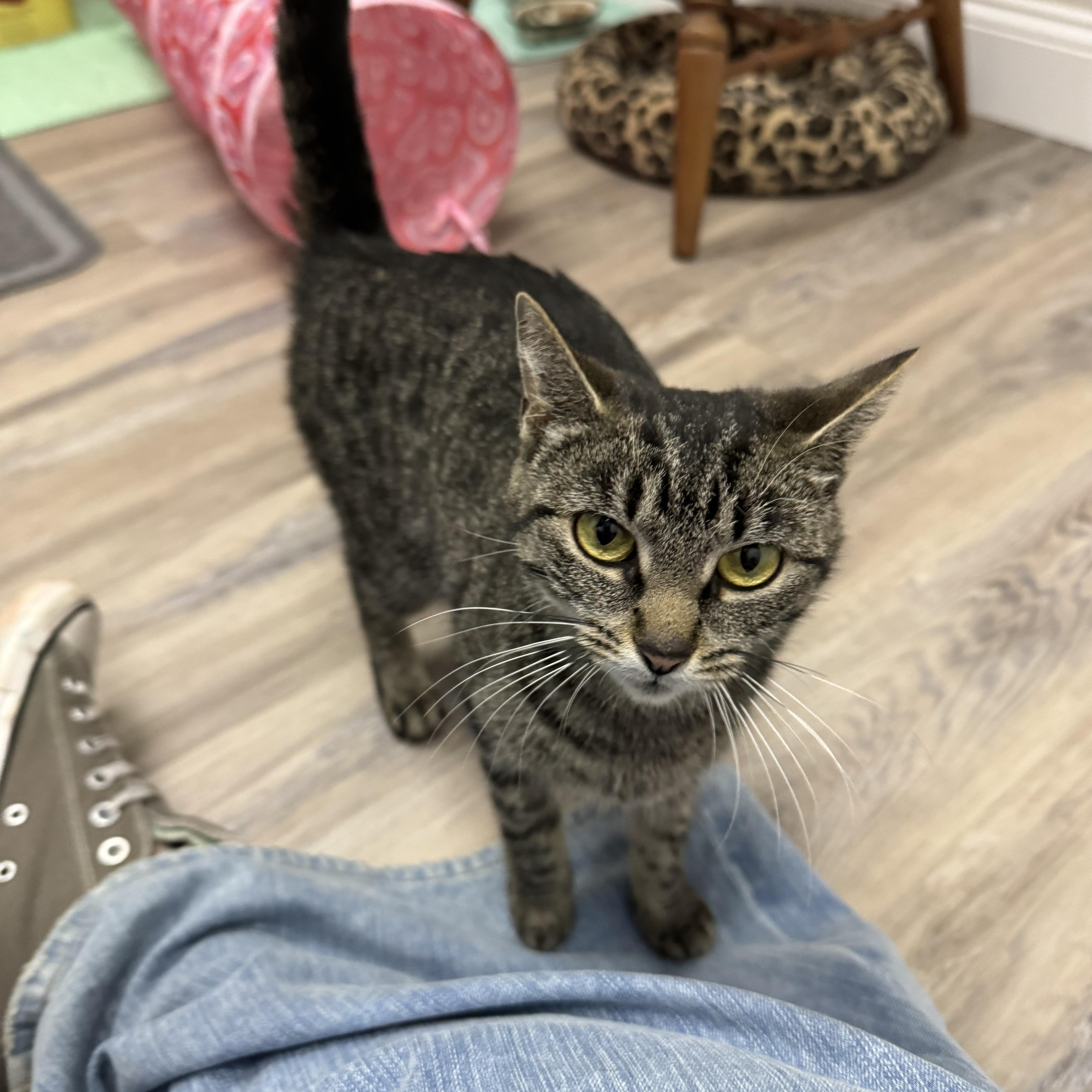 Enlarge Naomi, a ADOPTABLE Tiger in Fulton, NY image 2/6