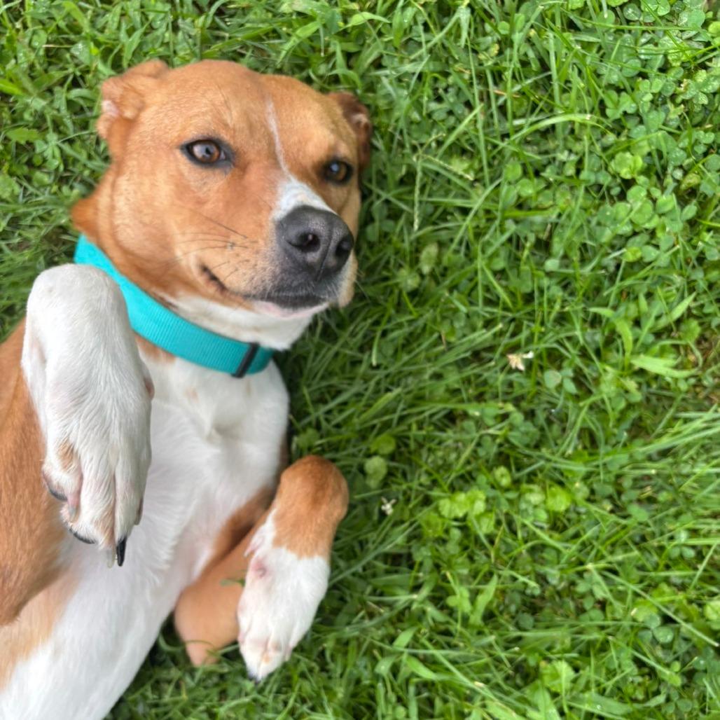 Enlarge Mazie, a Adoptable mixed breed in Marshalltown, IA image 1/5