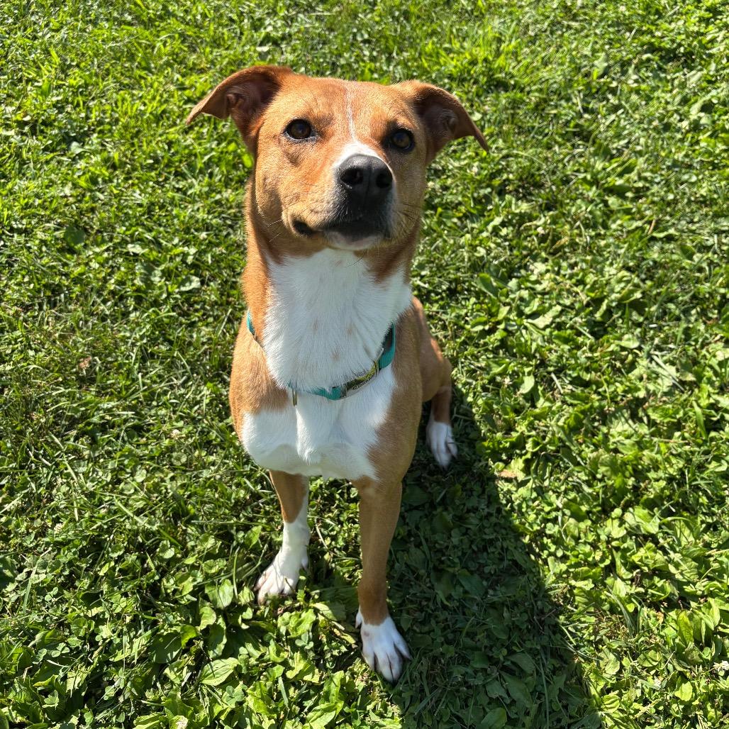 Enlarge Mazie, a Adoptable mixed breed in Marshalltown, IA image 2/5