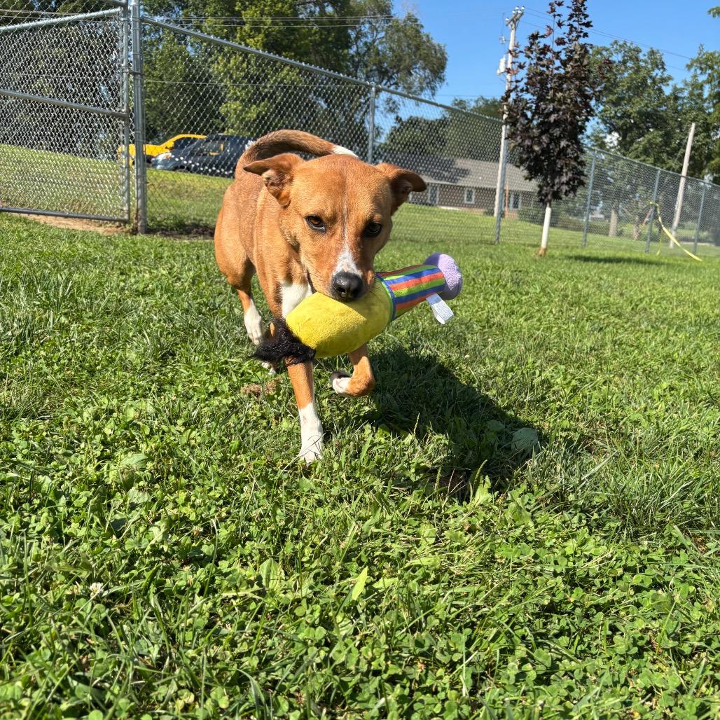 Enlarge Mazie, a Adoptable mixed breed in Marshalltown, IA image 3/5
