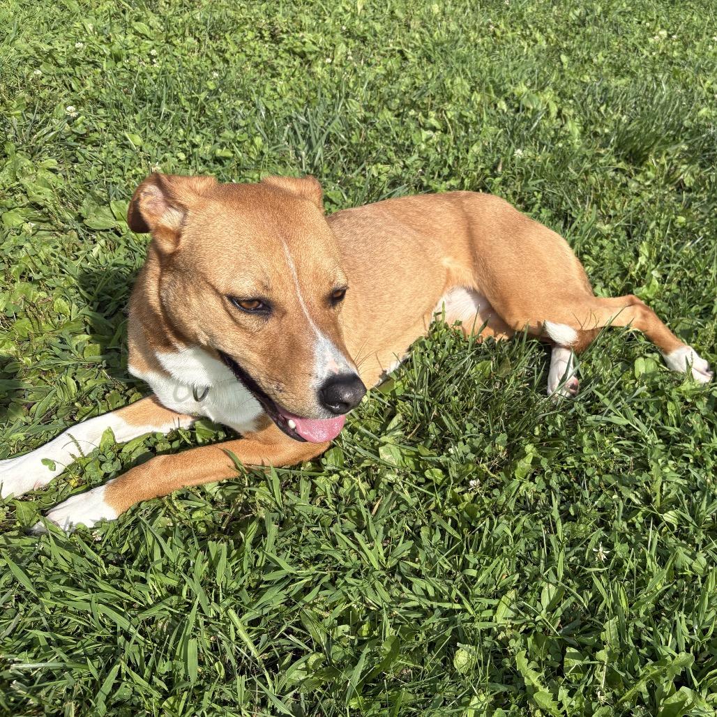 Enlarge Mazie, a Adoptable mixed breed in Marshalltown, IA image 4/5