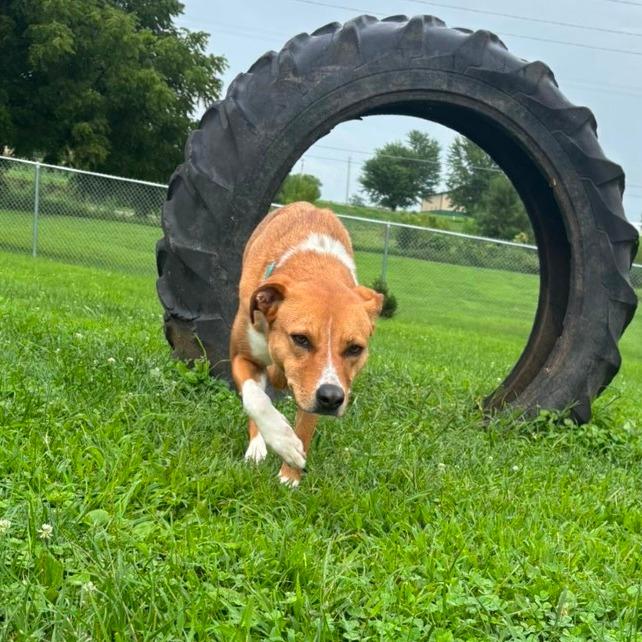 Enlarge Mazie, a Adoptable mixed breed in Marshalltown, IA image 5/5