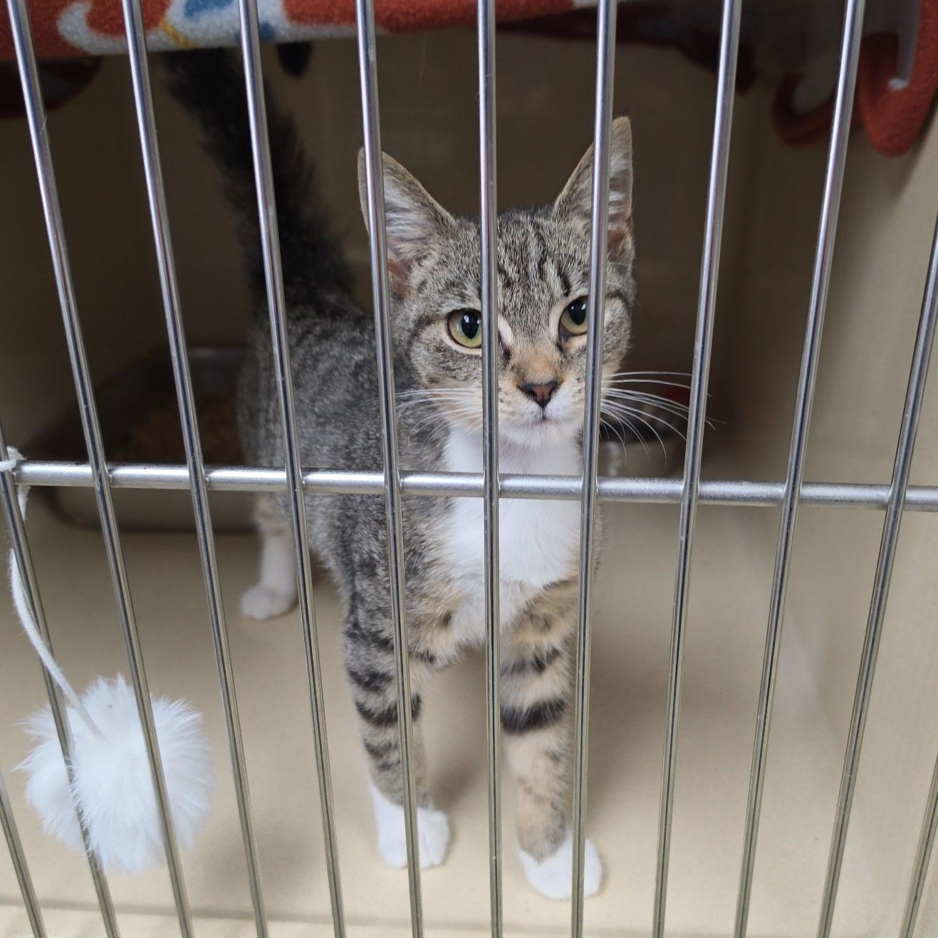 Ms Pickels, adopted, Kitten Female Tabby.