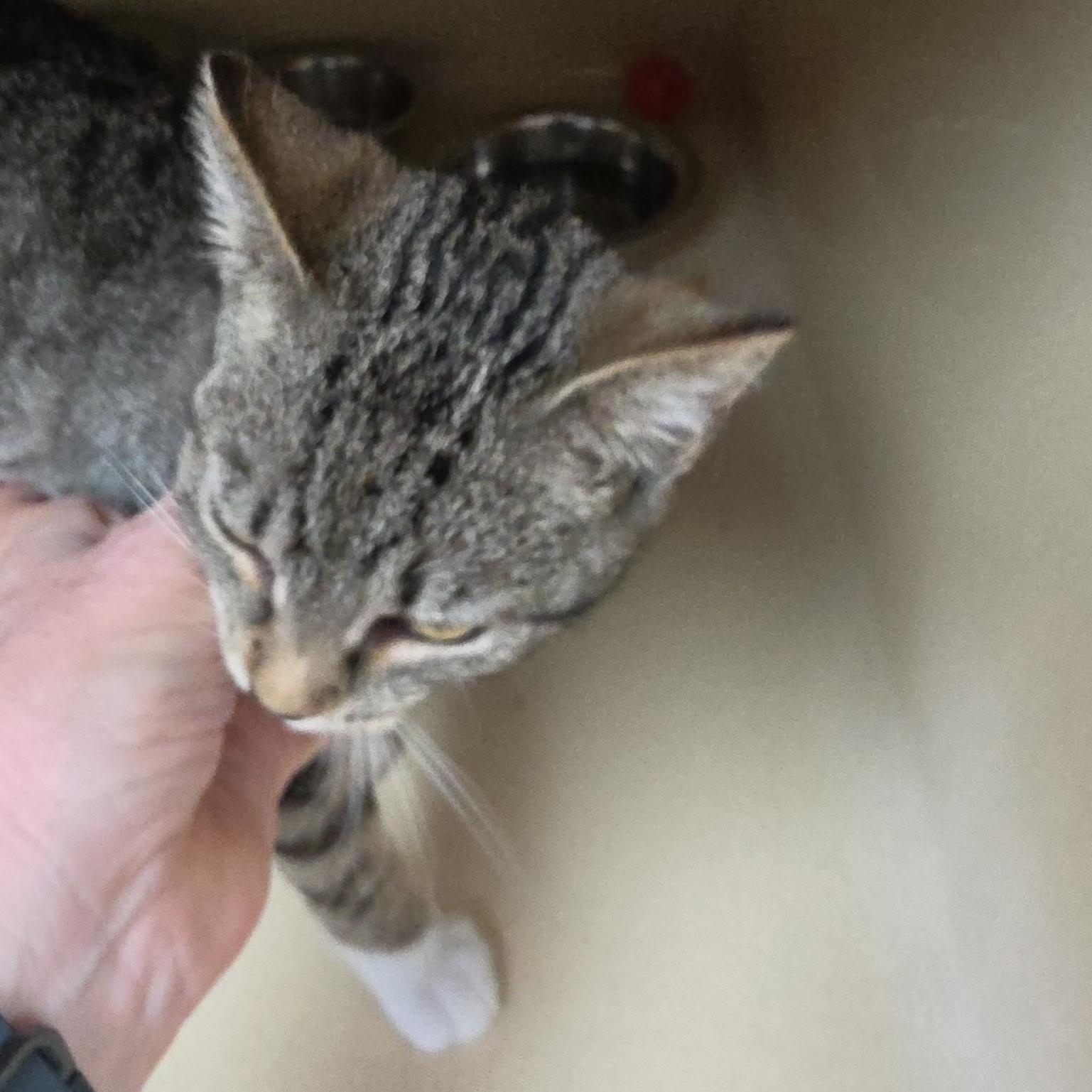 Ms Pickels, an adopted Tabby in Clarksville, VA image 2/2