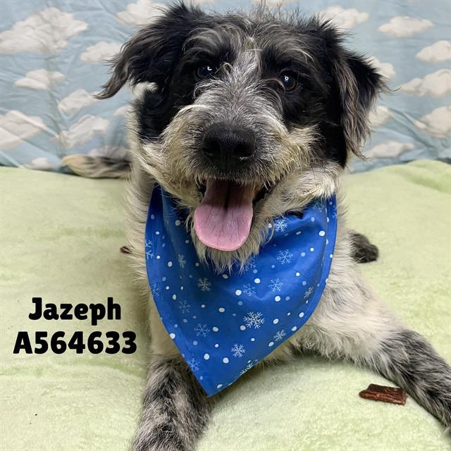 JAZEPH, Adoptable, Young Male Mixed Breed.