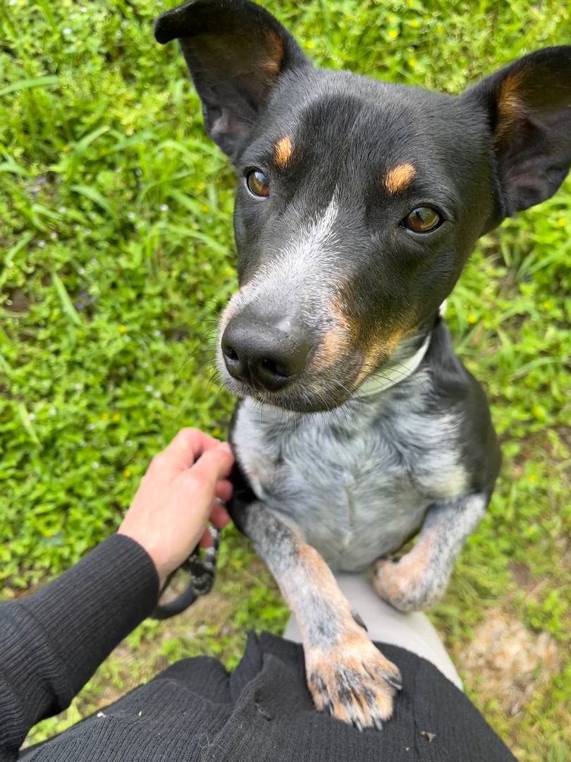 Pablo, Adopted, Young Male Jack Russell Terrier & Cattle Dog.