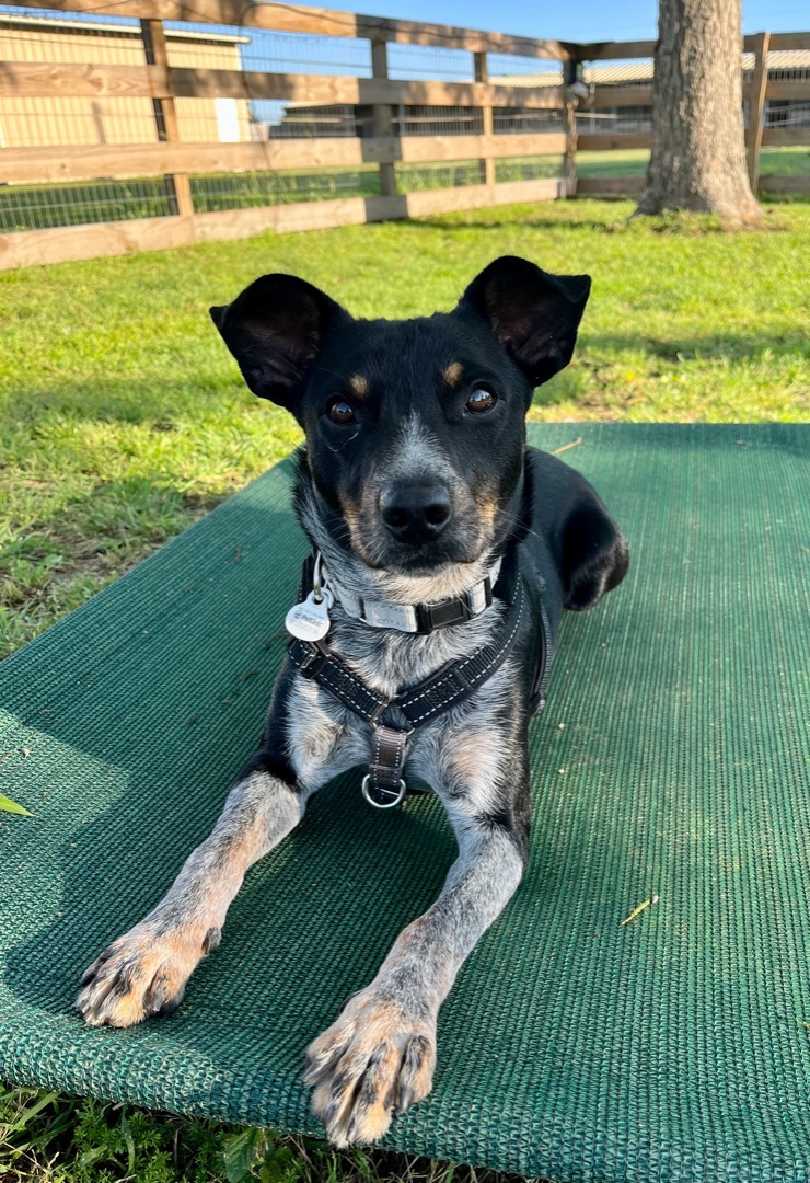 Enlarge Pablo, a Adopted mixed breed in Waller, TX image 2/4