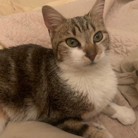 Galaxy, an adopted Domestic Short Hair in Evanston, IL image 2/3