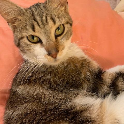Galaxy, an adopted Domestic Short Hair in Evanston, IL image 3/3