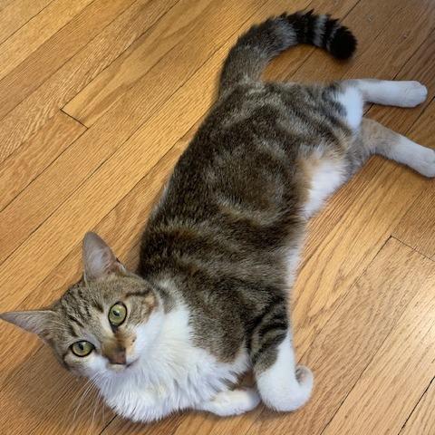 Galaxy, an adopted Domestic Short Hair in Evanston, IL image 1/3