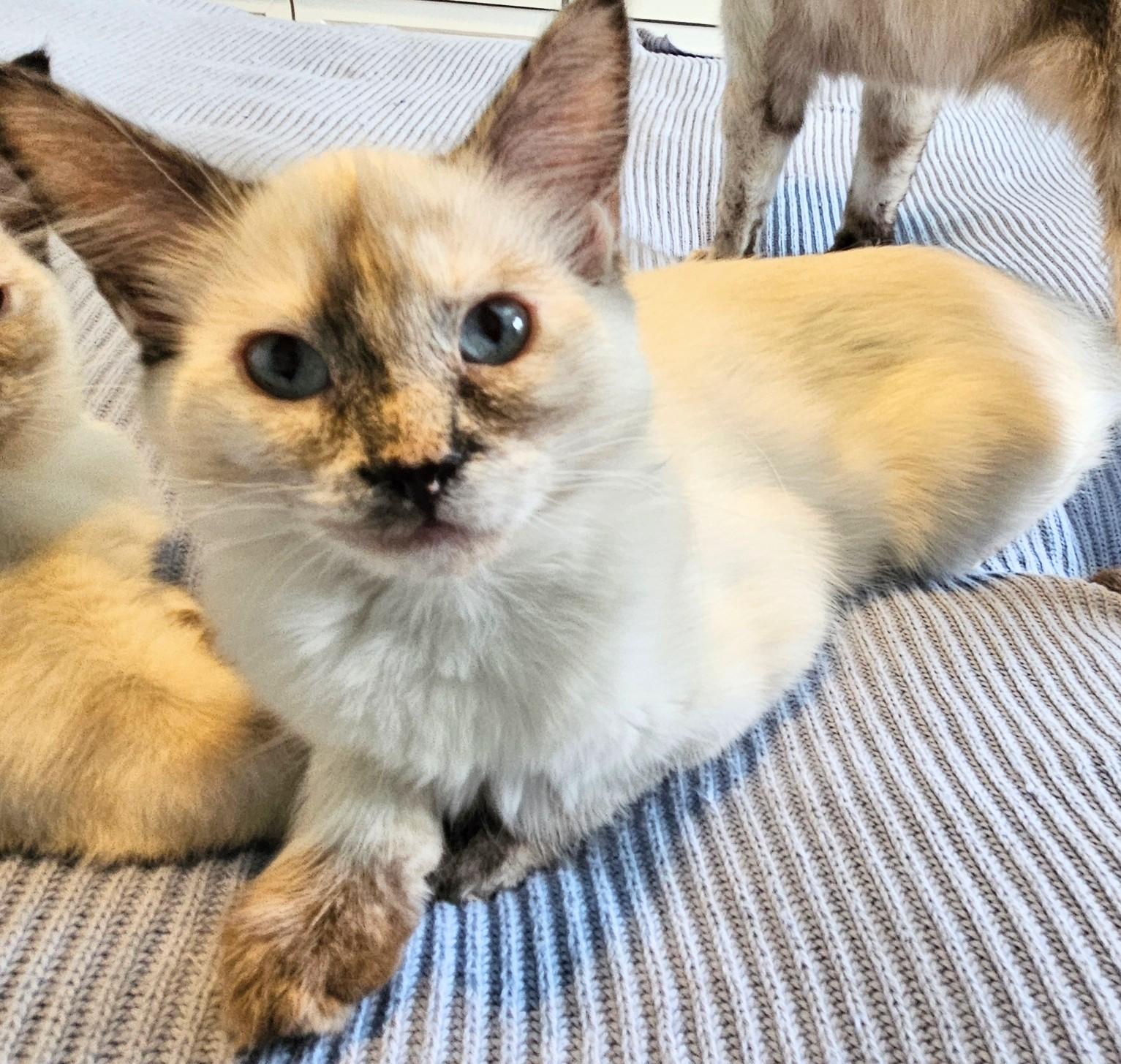 Fontina, Adopted, Kitten Female Siamese.