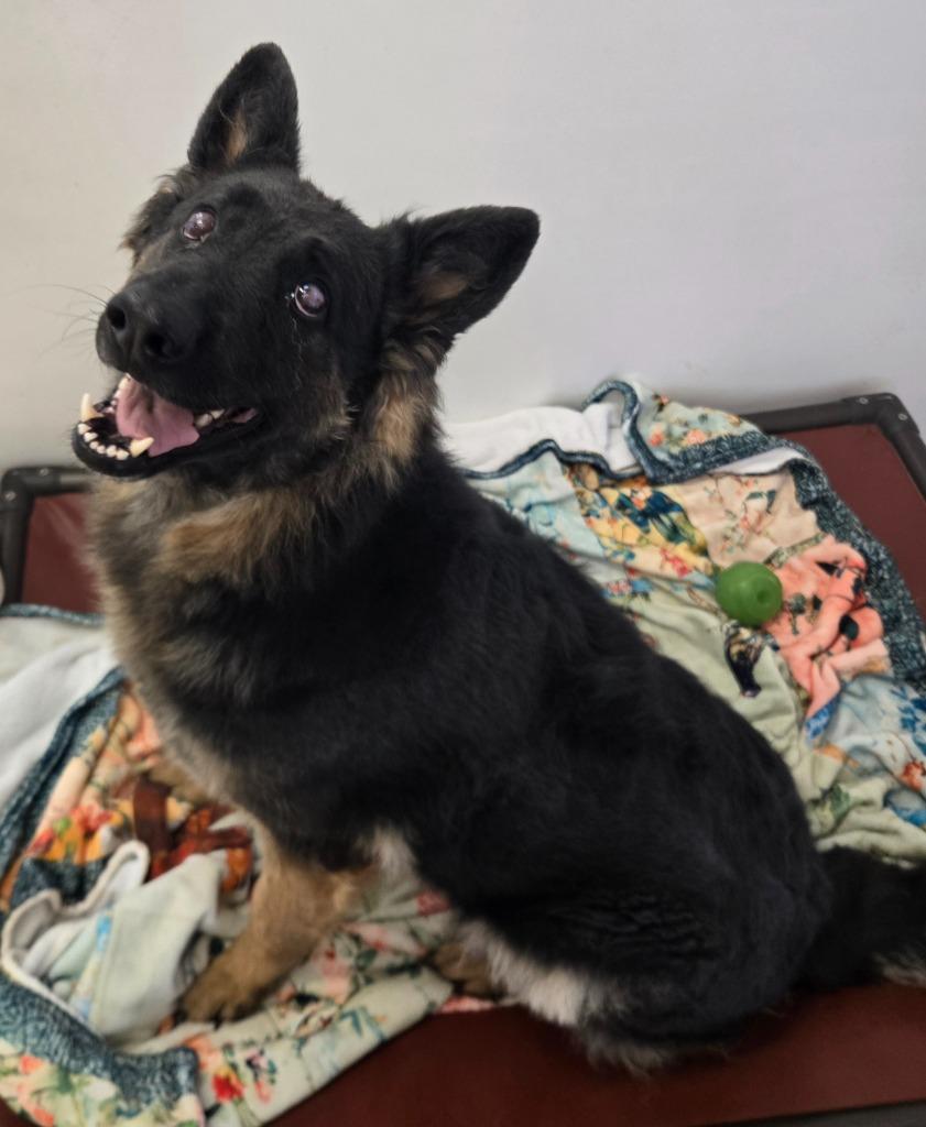 Luna, Adoptable, Adult Female German Shepherd Dog.
