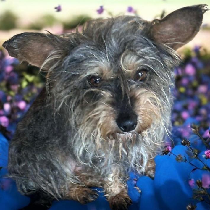 Princess Fluff, Adoptable, Adult Female Yorkshire Terrier.