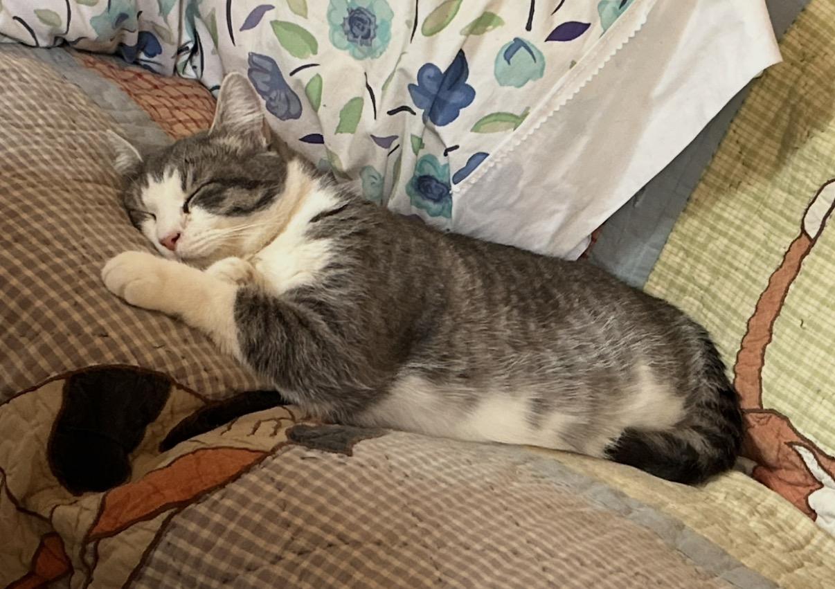 Smokey, Adoptable, Adult Male Domestic Short Hair.