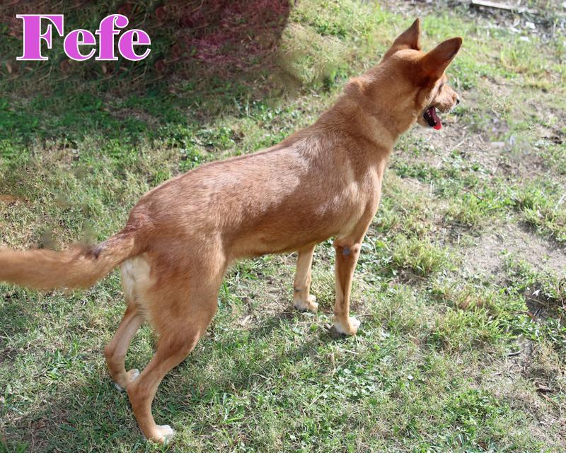 FEFE photo 4