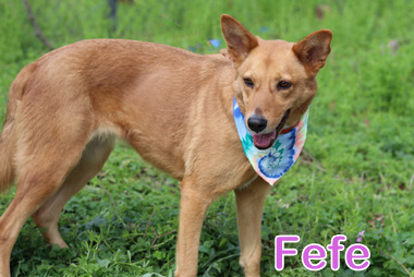 FEFE photo 3