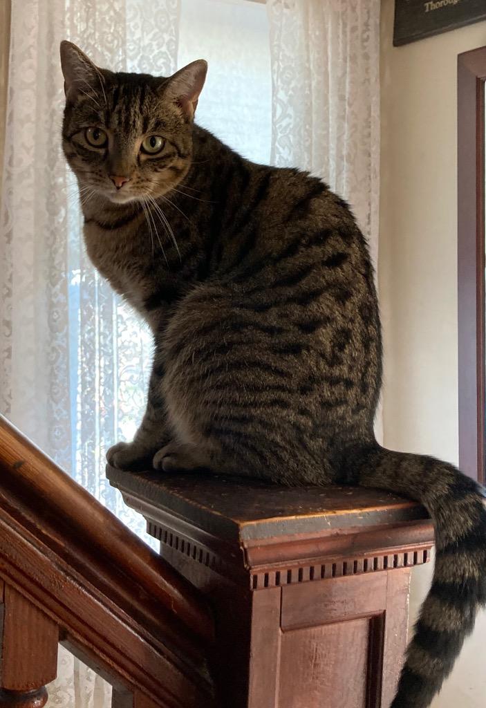 Osee, a Adoptable mixed breed in Brainardsville, NY image 1/4