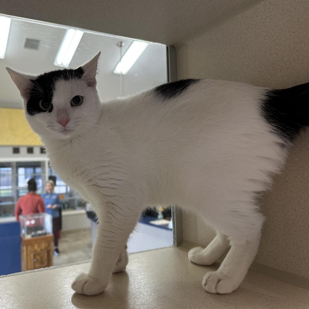 Grumpy, Adoptable, Young Male Domestic Short Hair.