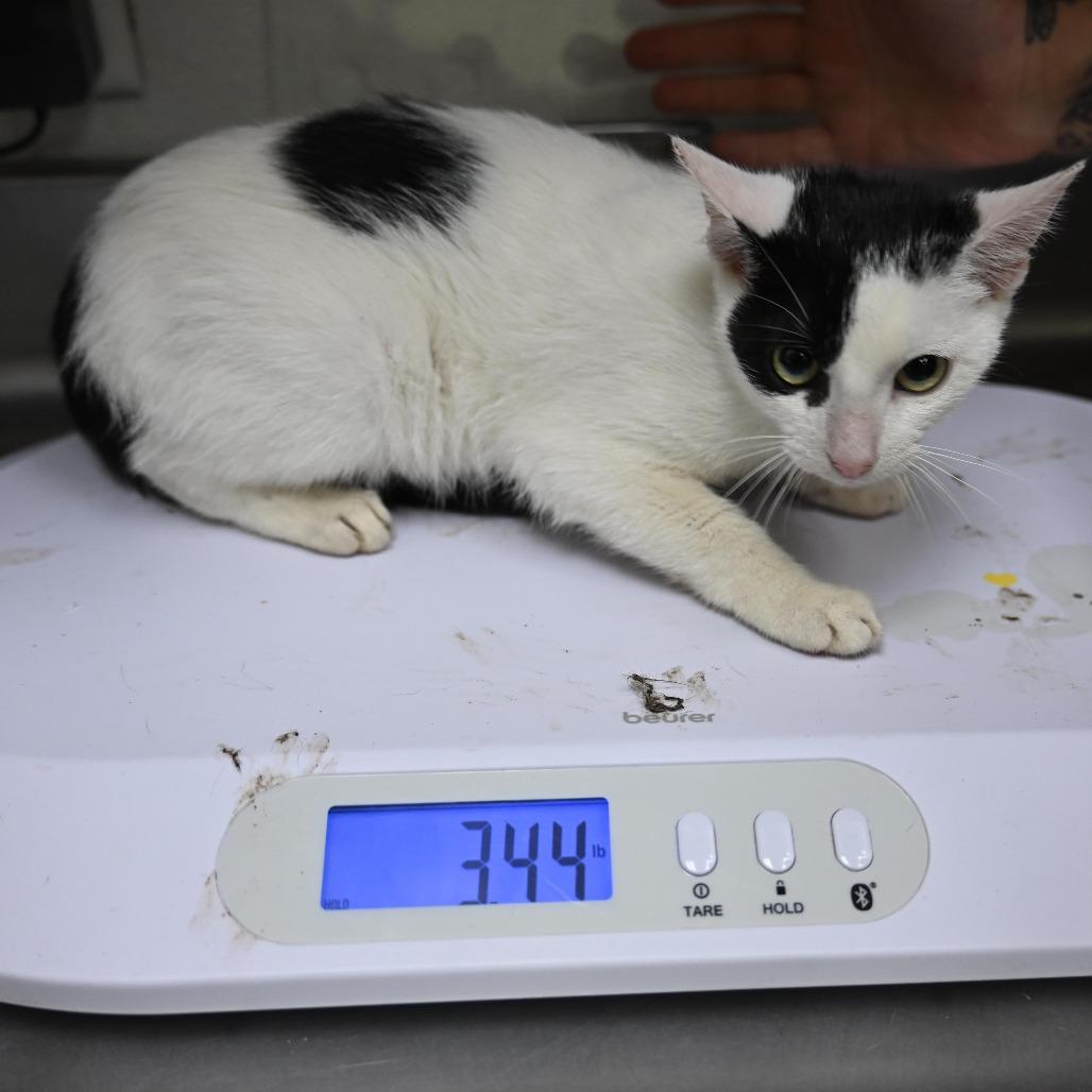 Enlarge Grumpy, a Adoptable Domestic Short Hair in Galveston, TX image 1/1