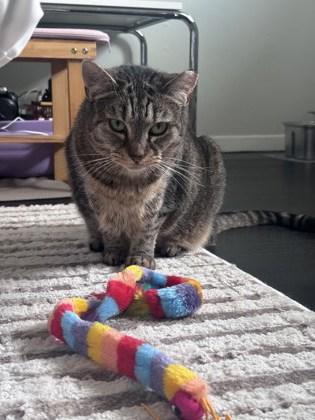 Jolly - Available in Foster, Adoptable, Senior Female Domestic Short Hair & Domestic Short Hair.