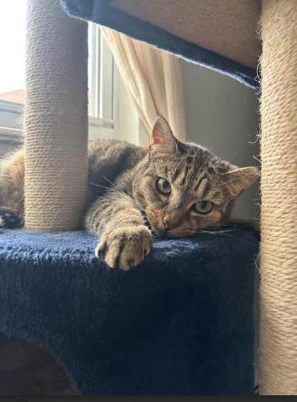 Enlarge Jolly - Available in Foster, a Adoptable Domestic Short Hair in Madison, NJ image 1/3