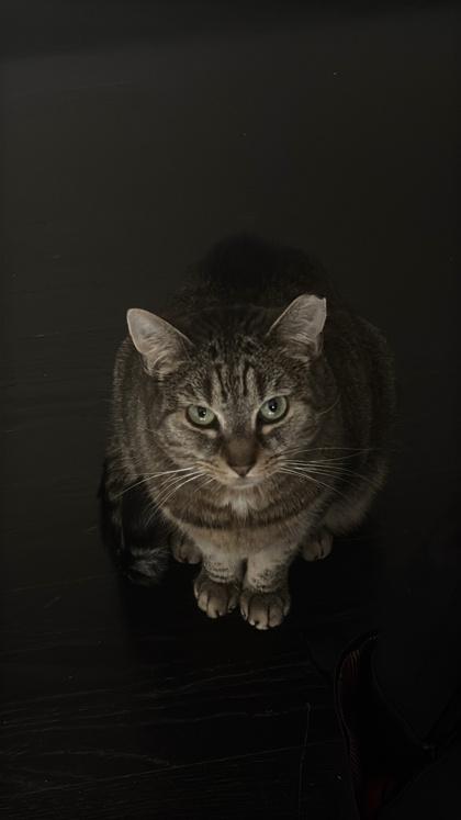 Enlarge Jolly - Available in Foster, a Adoptable Domestic Short Hair in Madison, NJ image 2/3
