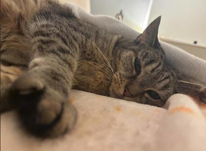 Enlarge Jolly - Available in Foster, a Adoptable Domestic Short Hair in Madison, NJ image 3/3